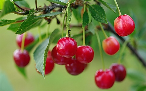 Cherries